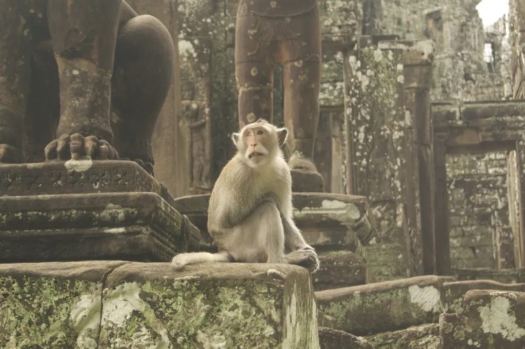 Photo of a monkey at the Angkor temples