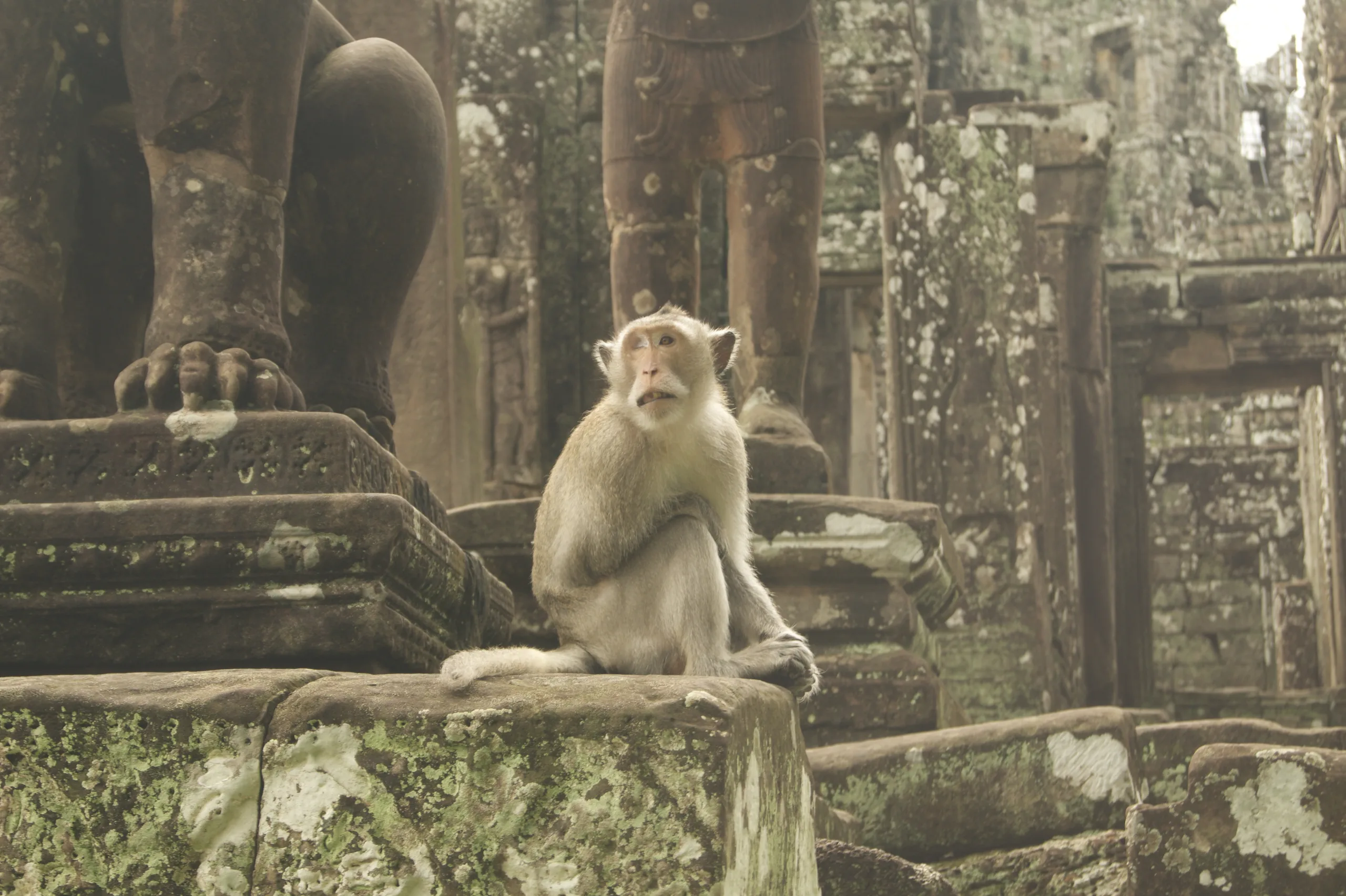 Photo of a monkey at the Angkor temples